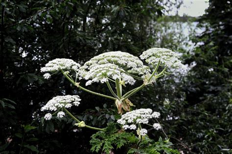 Everything You Need To Know About Toxic Giant Hogweed That Can Cause