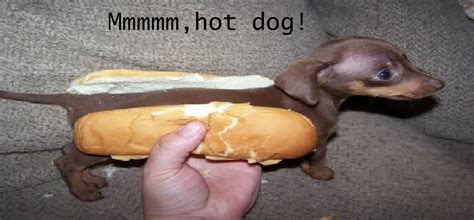 Rip Hotdog Dog Hot Dog Buns Small Puppies Weenie Dogs
