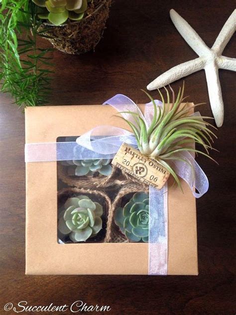 Send house plants by post with free uk delivery. Succulent Charm Gift Box // 4 Assorted Succulents + 1 ...