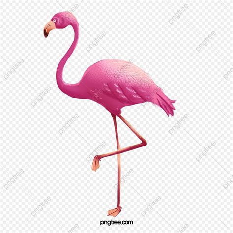 Tropical Flamingo Png Image Hand Drawn Standing Tropical Flamingo