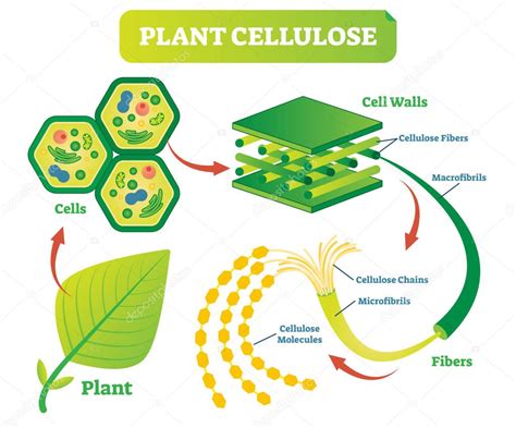 Check spelling or type a new query. Plant cellulose biology vector illustration diagram ...