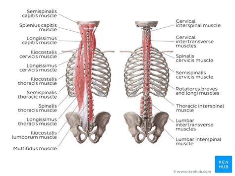 Spine Muscles Diagram