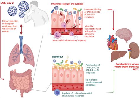 Frontiers Sars Cov 2 Indigenous Microbiota Nexus Does Gut Microbiota