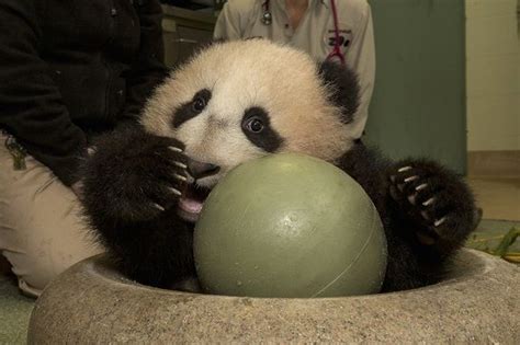 Panda Cub Gets New Toys Baby Animals Pictures San Diego Zoo Safari