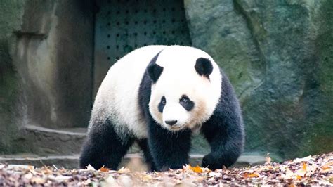 Giant Pandas No Longer Considered Endangered According To Chinese