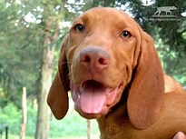 Image result for vizsla