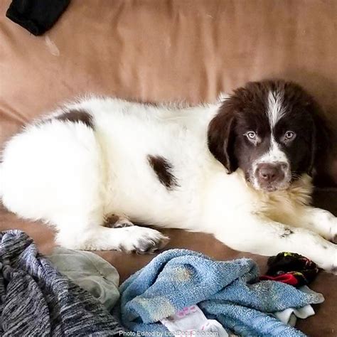 They are incredibly resourceful and can usually find sources of water, nourishment and shelter. Lost, Missing Dog - Newfoundland Dog - Fairhope ...