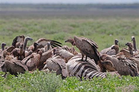 Hooded Vulture Plunging Towards Extinction As Guinea Bissau Death Toll