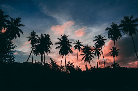 Silhouette Palm Tree Dusk Palms Evening Sky Tropical Sunset Palm