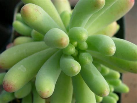 Of a cactus usually looks like it is made of pleats that go in and out. Sedum pachyphyllum (Jelly Beans) | World of Succulents