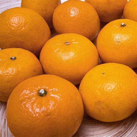 Satsuma Mandarin Orange Miho Citrus Unshui My Garden Life