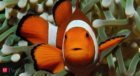 Finding Nemo Future Generations May Never Get To See Nemo Clownfish