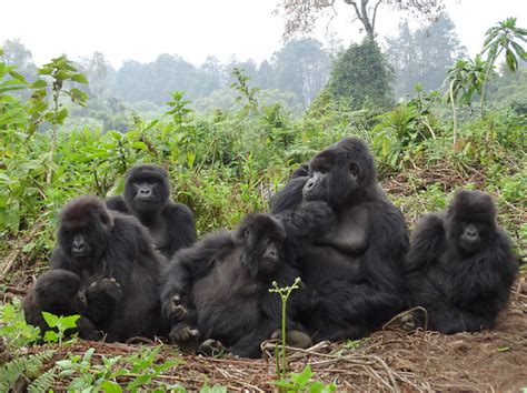 Mountain Gorilla Facts African Wilderness Tours