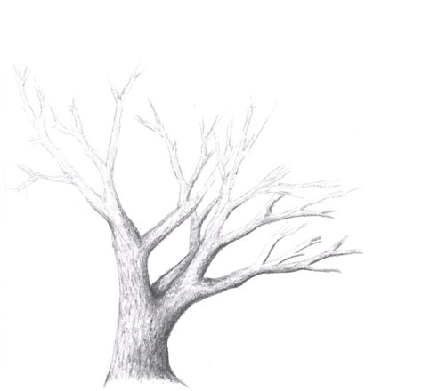 How To Sketch Trees For Beginners At Drawing Tutorials