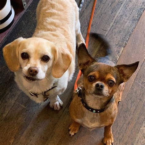 The Animal House SF | San Francisco CA