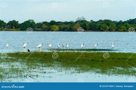 Kumana National Park With Lake And Birds Stock Photo Image Of