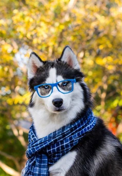 16 Pictures That Prove Huskies Are Actually Beautiful Weirdos The Dogman