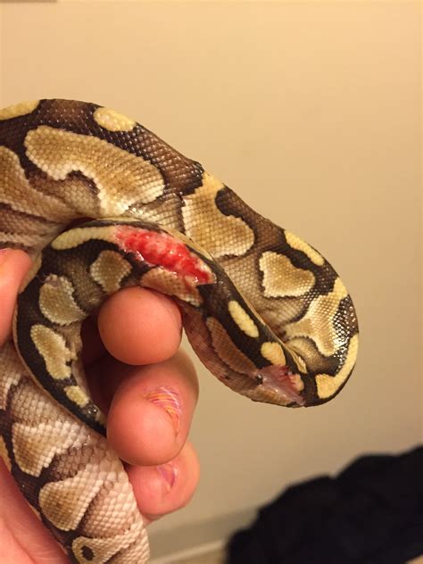 My Ball Python Got Bit By A Mouse Im Trying To Figure Out If I Need