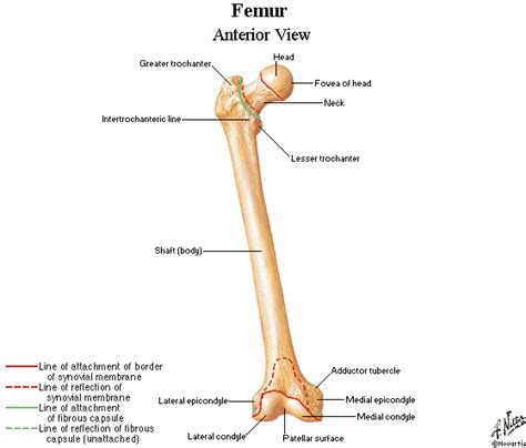 Anterior surface of the lateral process of the sacrum and the gluteal surface of the ilium at the margin of the greater sciatic notch. HLPF 5061 Study Guide (2012-13 Sussman) - Instructor ...