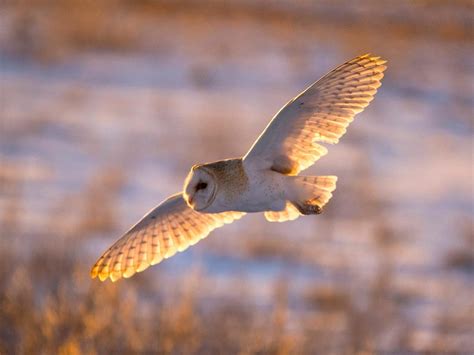 Where Do Barn Owls Live Habitat Distribution Birdfact