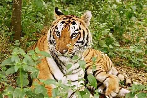Help Save The Bengal Tiger By Having A Curry Sell Your Story Uk