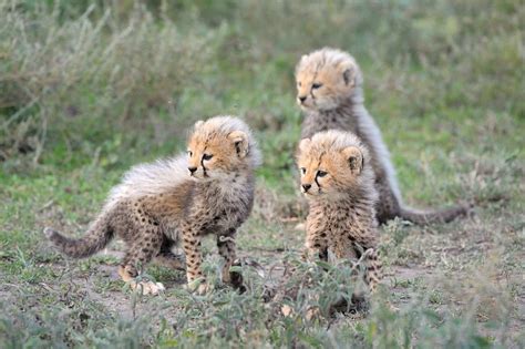 Baby Animals South Africa Animal Vgf