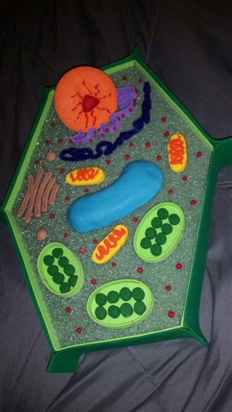 How To Create 3d Plant Cell And Animal Cell Models For Science Class