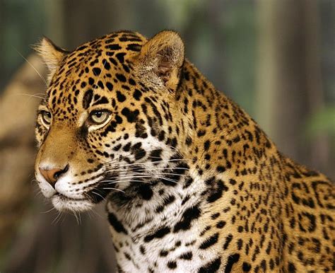 Jaguar In The Amazon Forest Brazil Photo