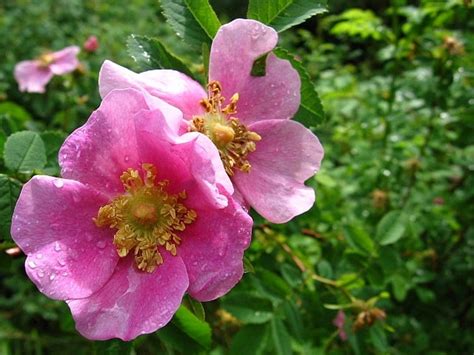 Coast Redwood Forest S Native Rose Save The Redwoods League