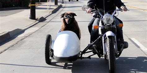 Motorcycle With Sidecar Dog