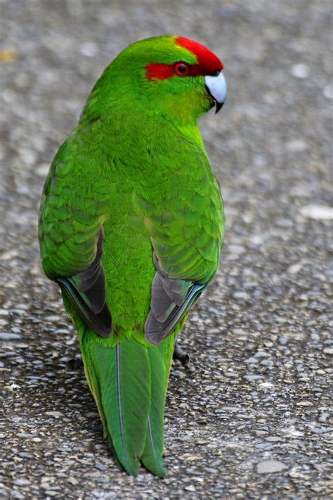 Red Crowned Parakeet New Zealand Birds Online
