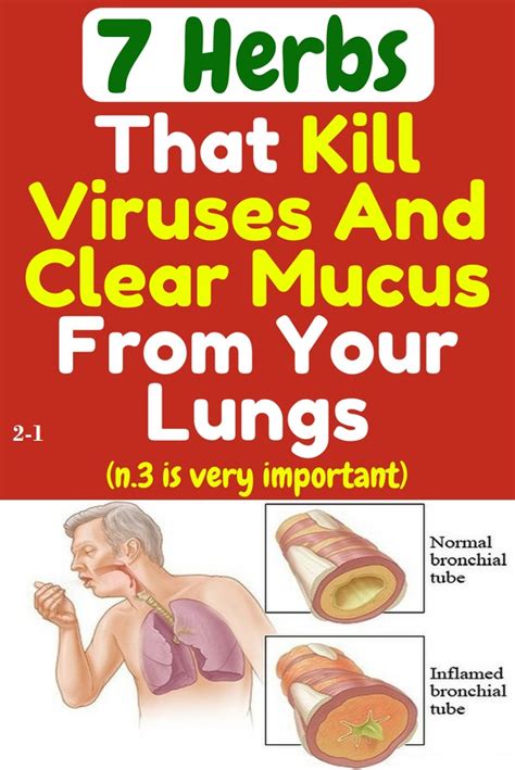 It destroys germs (bacteria and viruses) and parasites. 7 Herbs That Kill Viruses and Clear Mucus from Your Lungs ...