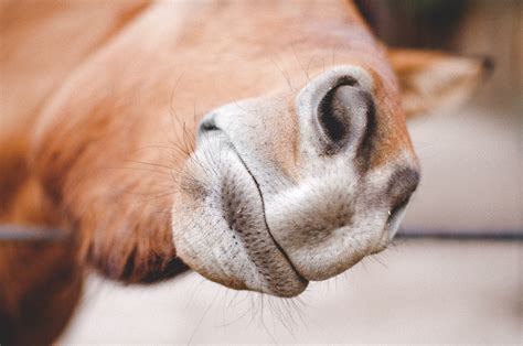Close Up Photography Of Brown Animal Nose · Free Stock Photo