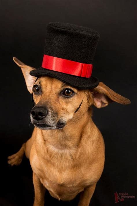 Dog Top Hat Wedding Top Hat Dogs Party Dog Hat Pet Hat Dog Etsy