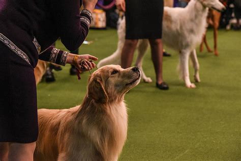 Westminster Dog Show 2020 See The Best In Show Group Winners Wpxi