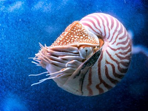 More About Jennifer Basil And The Chambered Nautilus — Youre The Expert