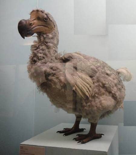Épinglé Par Lucie P Sur Animals Dodo Oiseau Histoire Naturelle Et