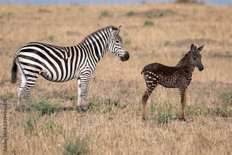 Rare Zebra Foal With Polka Dots Spots Instead Of Stripes Named Tira