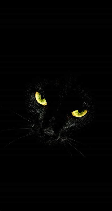 Gato Negro Fondo De Pantalla Celular