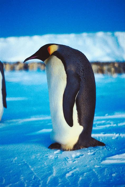 How Often Does A Emperor Penguin Eat Emperor Penguin Largest Member