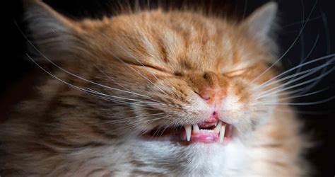 Why Do Cats Sneeze Cat Sneezing Explained We Love Cats And Kittens