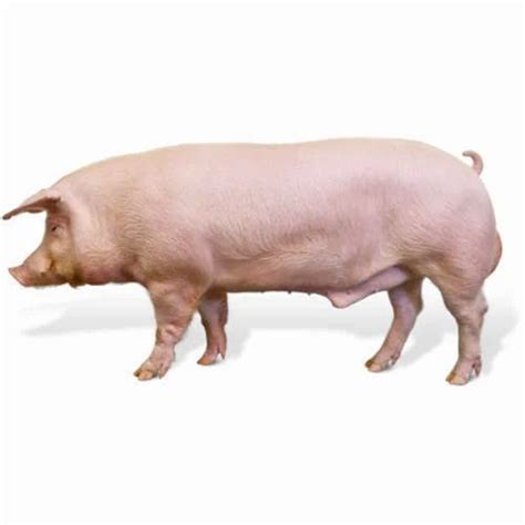 Male Adult Pig At Rs 13999number Domesticated White Pig In Lucknow
