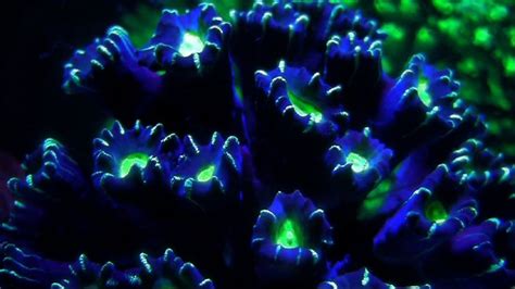 Bbc Two Great Barrier Reef Natures Miracle Night Glow Corals