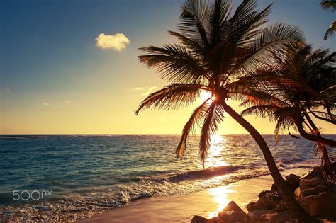 Palm Tree On The Tropical Beach Sunrise Shot Fond Ecran Plage Photo