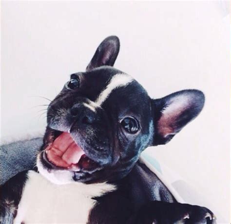 Hey friends, are you looking for unique bulldog names for male and female bulldogs?do you want cute french badass bulldog puppy names? Unique French Bulldogs - Rainbow Flag | Gay Friendly ...