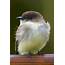 Rare Bird Alert Eastern Phoebe Seen In San Bruno  Audubon California