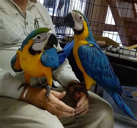 Baby Blue And Gold Macaws Hand Reared Parrots For Sale For Sale