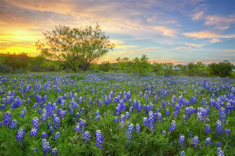 Texas Bluebonnets At Sunset 410 2 Photograph By Rob Greebon Pixels