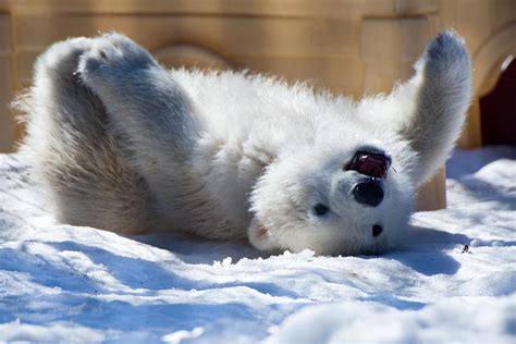 Happy Polar Bear Cub Photograph By Dora Miller