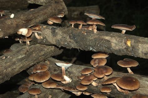 Temperate Climate Permaculture Shiitake Mushrooms